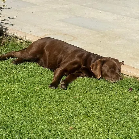 Maya With Garden 1000m To 300m From The Sea In Pula וילה Fox E Sali-monte Agumu
