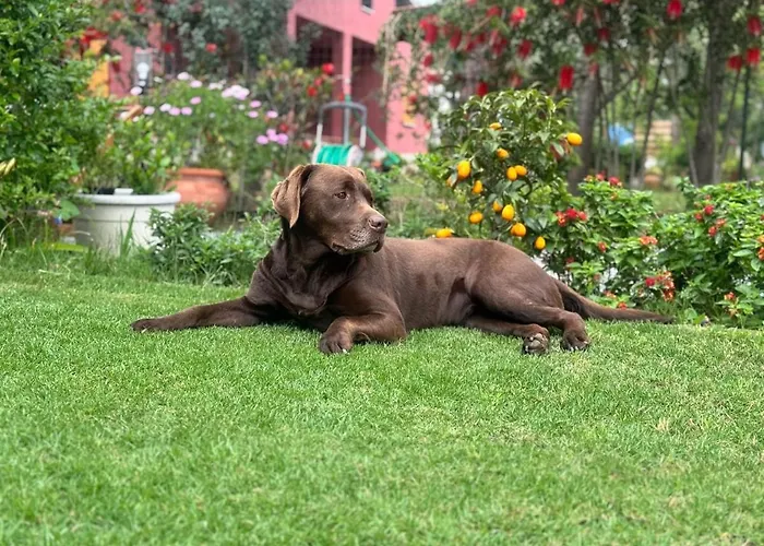 Maya With Garden 1000m To 300m From The Sea In Pula *